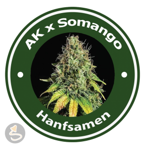 Auto AK x Auto Somango Hybride