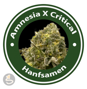 Amnesia X Critical FAST Hybrid