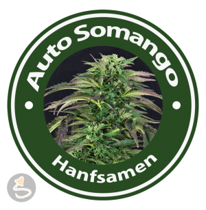 Auto Somango