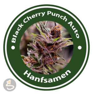 Black Cherry Punch Autoflowering (USA Strains)