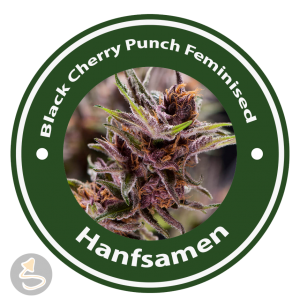 Black Cherry Punch Feminisiert (USA Strains)