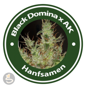 Black Domina x AK Feminised Hybrid