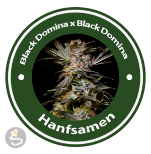 Black Domina x Black Domina Feminised Hybrid