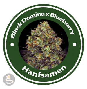 Black Domina x Blueberry Feminised Hybrid