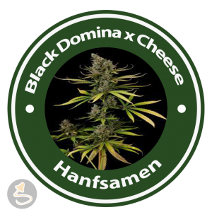 Black Domina x Cheese Feminised Hybrid