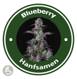 Blueberry Autoflowering