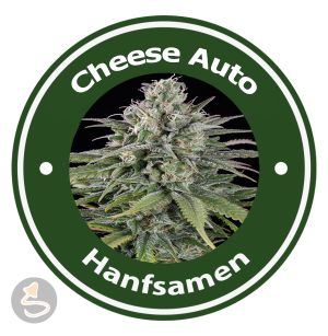 Cheese Autoflowering