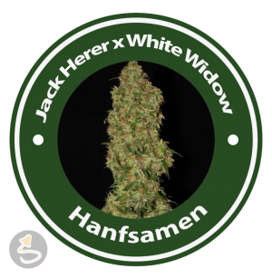 Jack Herer x White Widow Feminised Hybrid