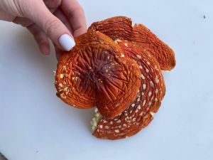 Amanita Regalis Fliegenpilz Pilzkappen 10g