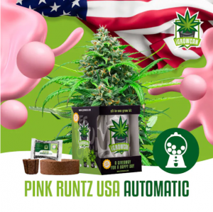 Pink Runtz USA iGrowCan