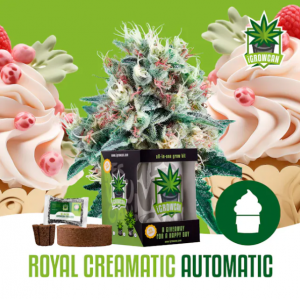 Royal Creamatic Auto iGrowCan