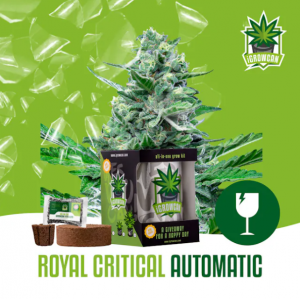 Royal Critical Auto iGrowCan