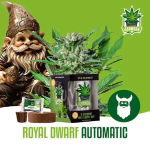 Royal Dwarf Auto iGrowCan