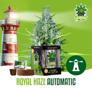 Royal Haze Auto iGrowCan