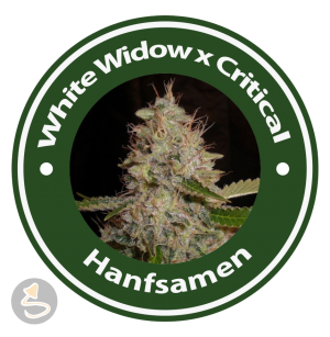 White Widow x Critical Feminised Hybrid