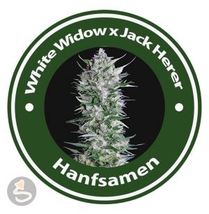 White Widow x Jack Herer Feminised Hybrid