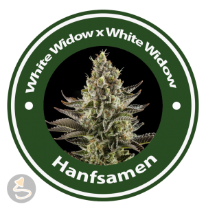 White Widow x White Widow FAST Feminised Hybrid