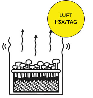 Belüftung Golden teacher Growkit