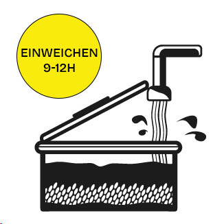 Einweichen Golden teacher Growkit